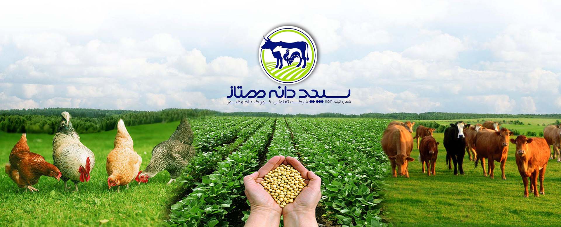 سپید دانه ممتاز